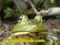 /home//u458753944/public_html/sourcegallery/////////////////////Frogs/Bullfrogs 2016-08 Ontario/P8140084.JPG